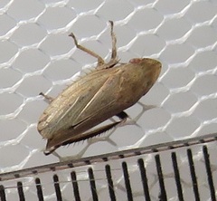 Glossocratus afzelii