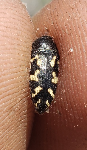 Acmaeodera pletura