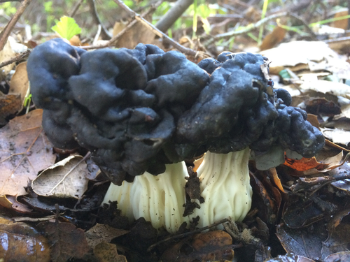 Oak-loving Elfin Saddle