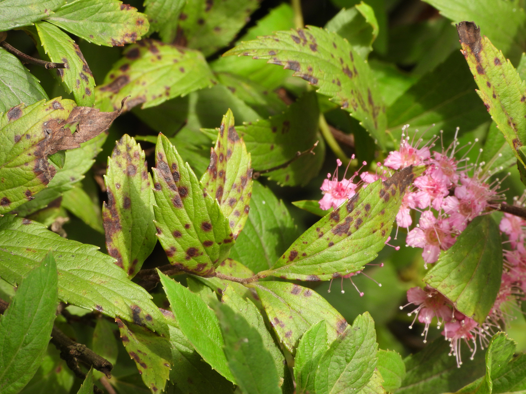 Blumeriella filipendulae