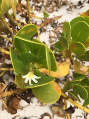 Scaevola plumieri