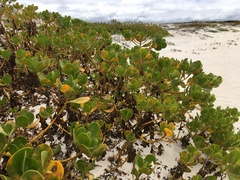 Scaevola plumieri