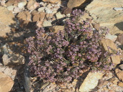Erica eriocephala