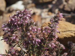 Erica eriocephala