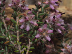 Erica eriocephala