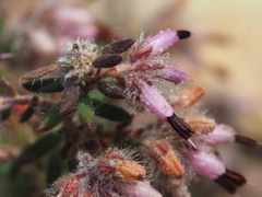 Erica eriocephala