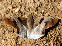 Odontoptilum angulata