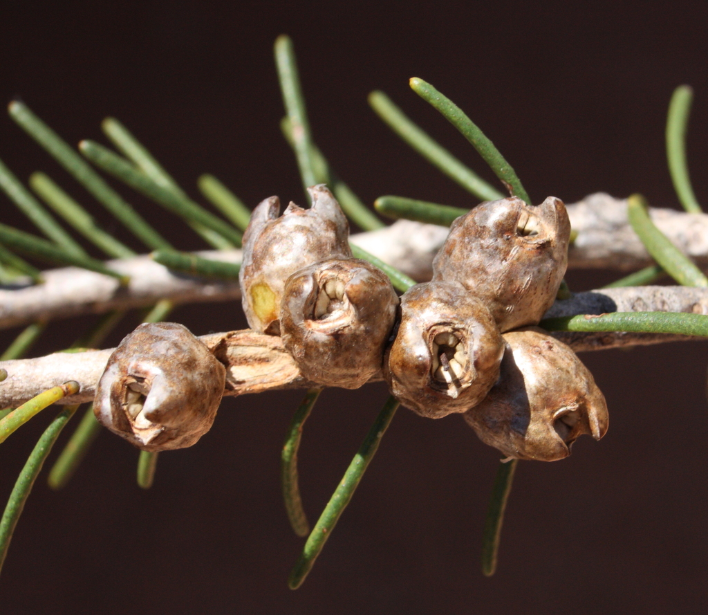 One-sided Bottlebrush