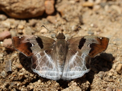 Odontoptilum angulata