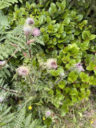 Cirsium remotifolium var. rivulare