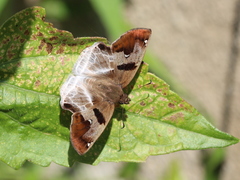 Odontoptilum angulata