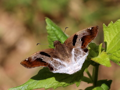 Odontoptilum angulata