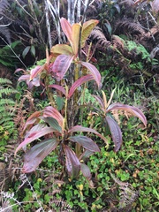 Miconia robinsoniana