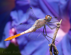 Planiplax erythropyga