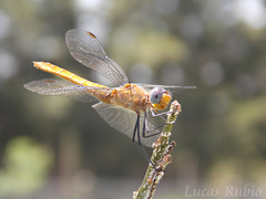 Planiplax erythropyga