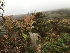 Miconia robinsoniana