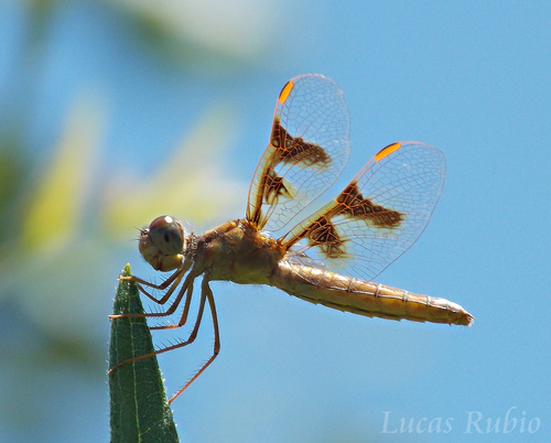 Pond Amberwing photo 3