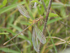 Lestes undulatus