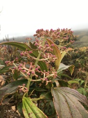 Miconia robinsoniana