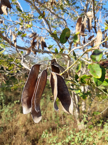 Coulteria platyloba