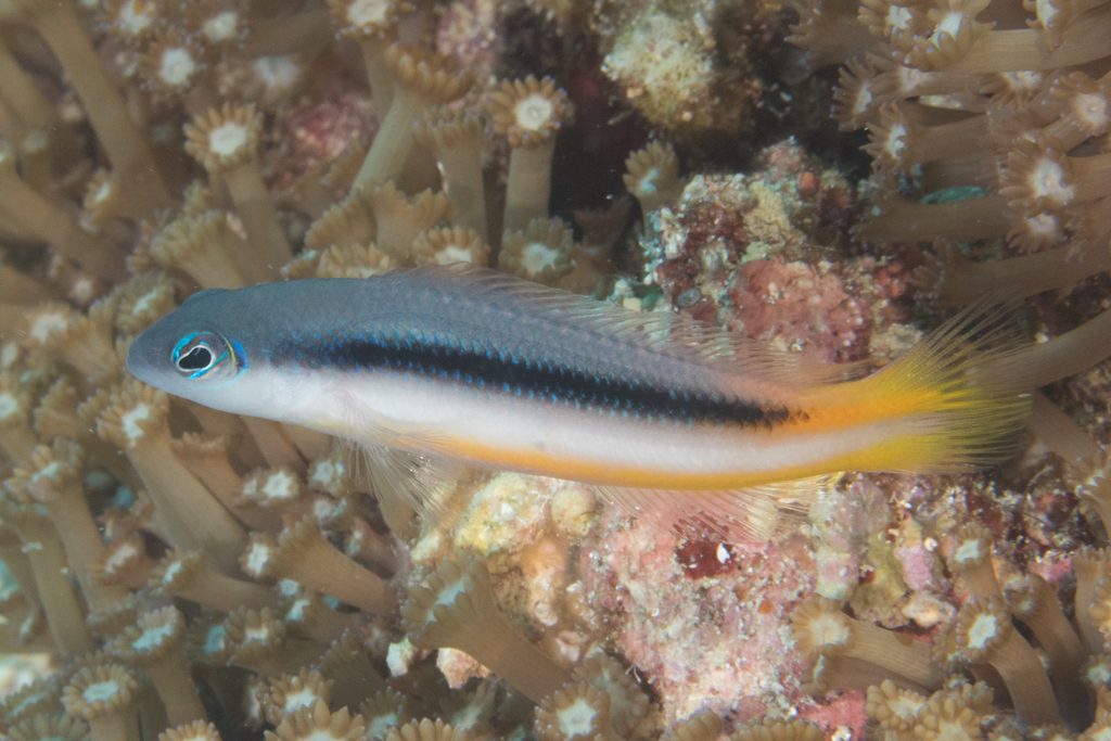 Raja Ampat Dottyback