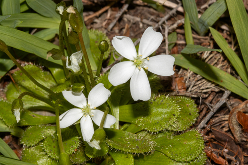 Drosera whittakeri