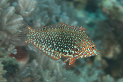 Ornate Leopard Wrasse photo 2