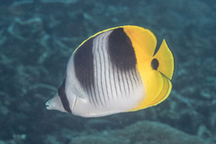 Chaetodon ulietensis