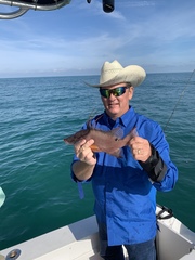 Lachnolaimus maximus