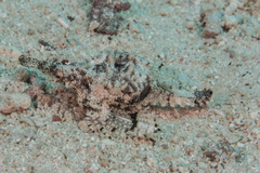 Eurypegasus draconis