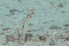 Heteroconger hassi