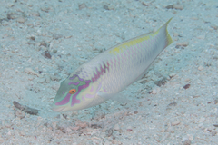 Halichoeres scapularis