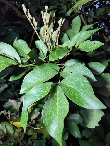 Aglaia rimosa (Aglaia rimosa)