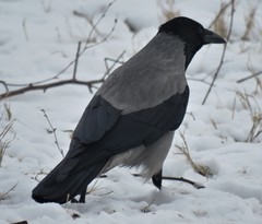 Corvus cornix
