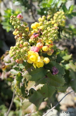 Berberis pinnata