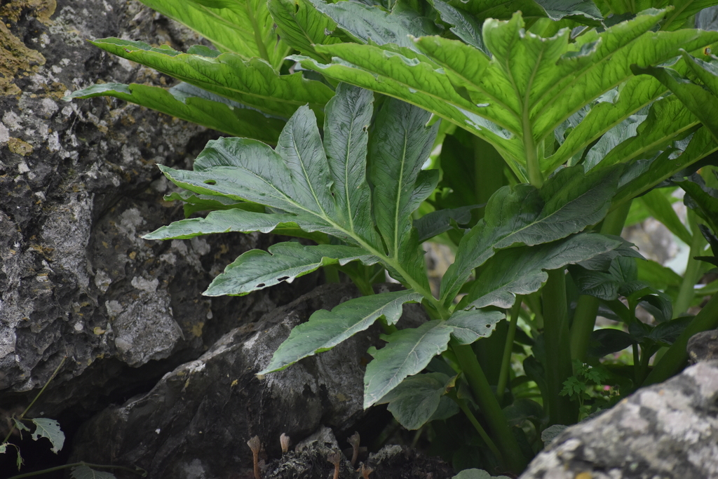 Gorgonidium vargasii