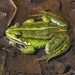 側褶蛙屬 - Photo 由 Татьяна 所上傳的 (c) Татьяна，保留部份權利CC BY-NC
