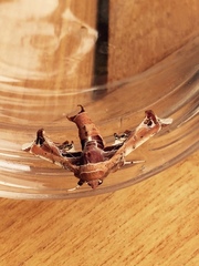 Eutelia pulcherrimus