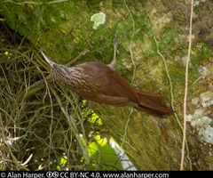 Streak-Headed Woodcreeper photo 3