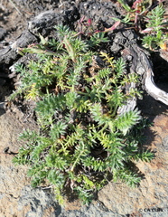 Acaena pinnatifida californica