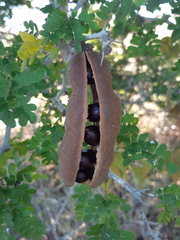 Ebenopsis caesalpinioides