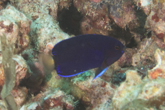 Centropyge fisheri