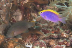 Pseudochromis fuscus
