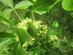 Odontomyia profuscata