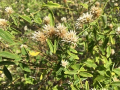 Alternanthera echinocephala