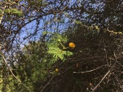 Vachellia rorudiana