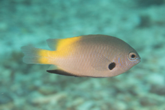 Pomacentrus nigromanus