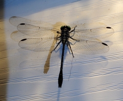 Stylogomphus albistylus image