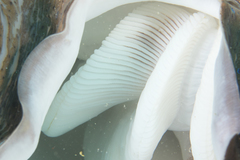 Tridacna gigas