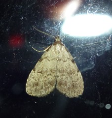 Dyspyralis puncticosta